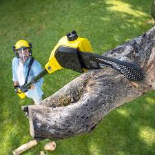 How Our Tree Care Process Works  in  Sachse, TX