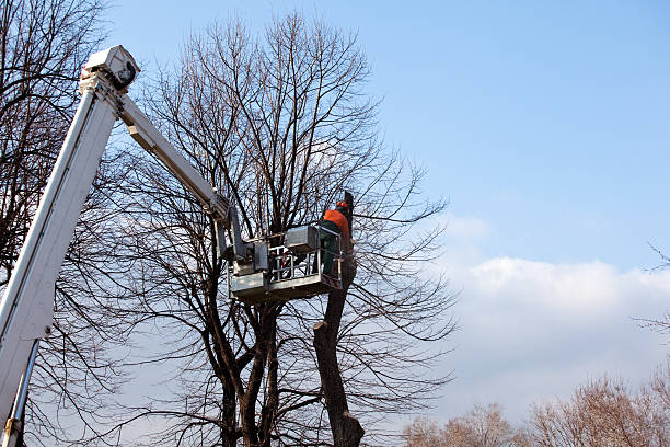 Sachse, TX Tree Services Company